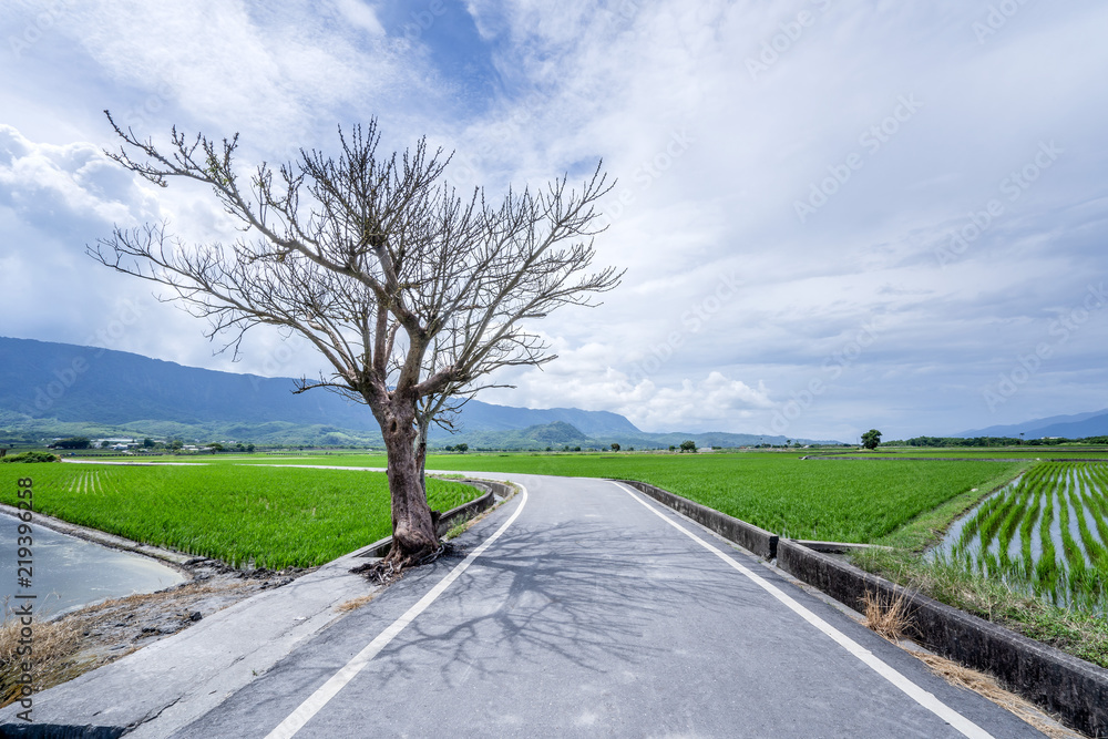 Fototapeta premium Jolin Tsai tree at Brown Avenue with beautiful paddy field, Chishang, Taitung, Taiwan.