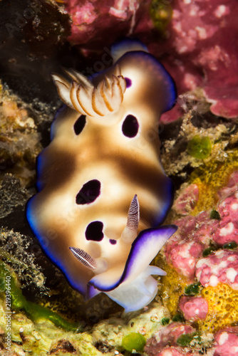 goniobranchus leopardus nudibranch sea slug