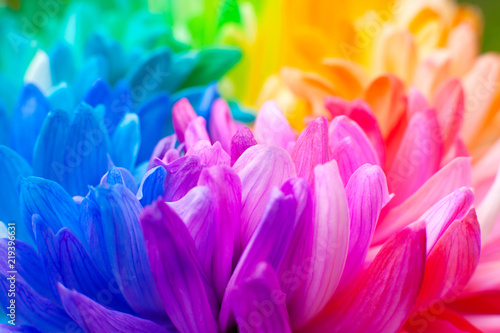 Chrysanthemum multicolored close-up. Macro. Colorful multi-colored flower petals of chrysanthemum. Spring and summer flowering.