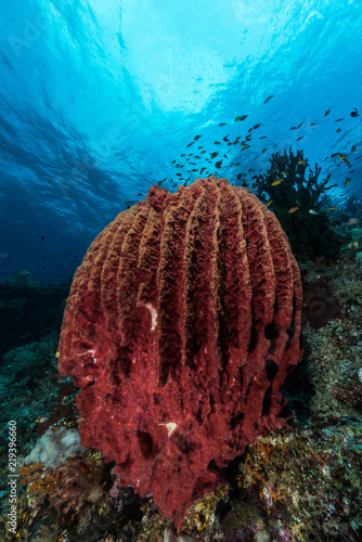 sponge on the slope of a coral reef with visible water surface and fish