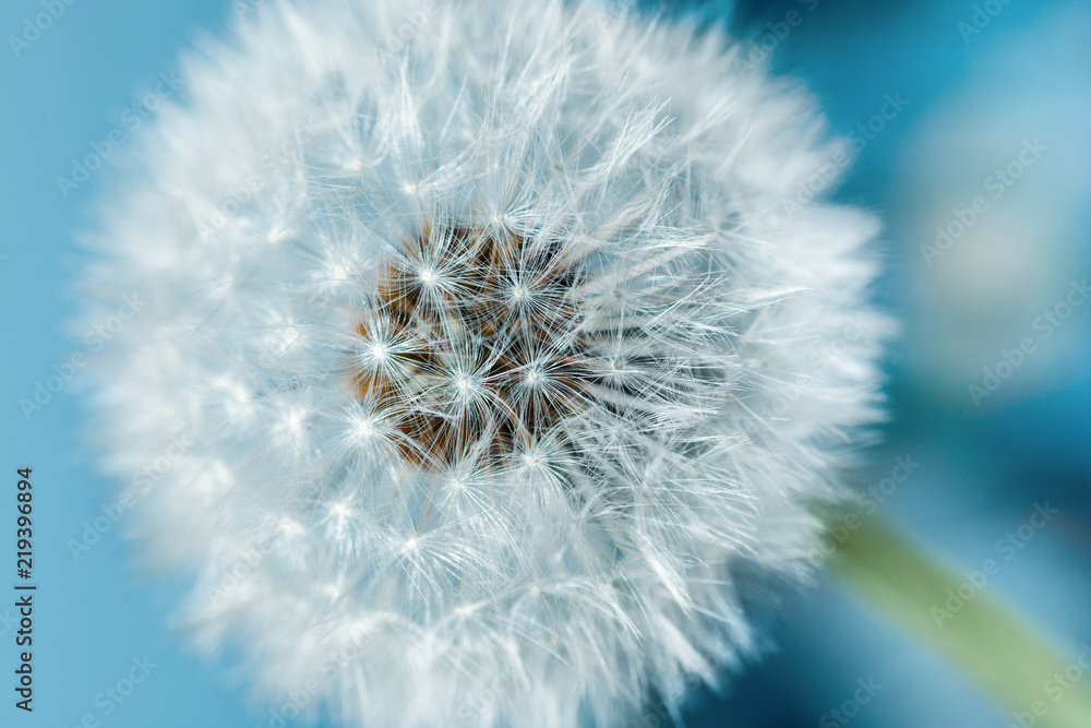 Obraz premium mniszek lekarski