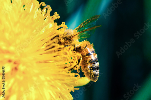 Honigbiene honey bee