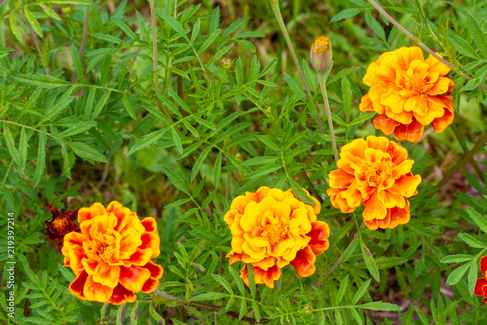 These four yellow-orange flowers of marigold are located in an arc These four yellow-orange flowers of marigold are located in an arc