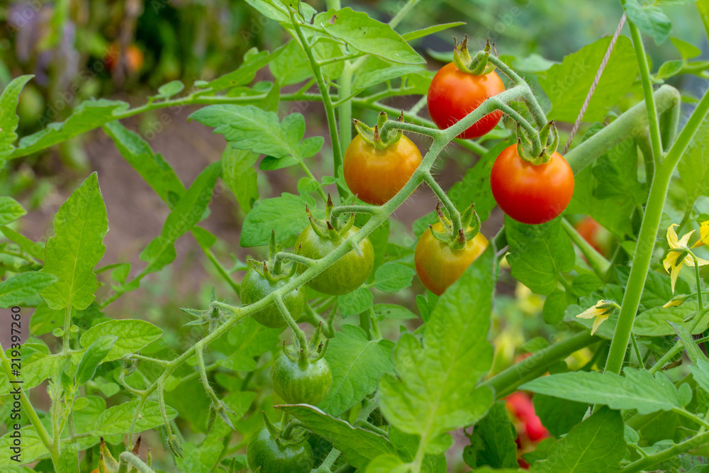 Bunch of cherry tomatoes, some of these balls are red, others are orange, and others are green. Thus, we can say that they are at different stages of maturation