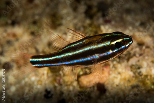 blackstripe cardinalfish fish photo