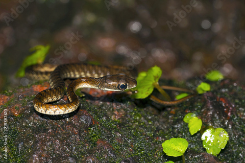 Large Eyed Bronzeback Snake, Dendrelaphis grandoculis. Agumbe, Karnataka, India photo