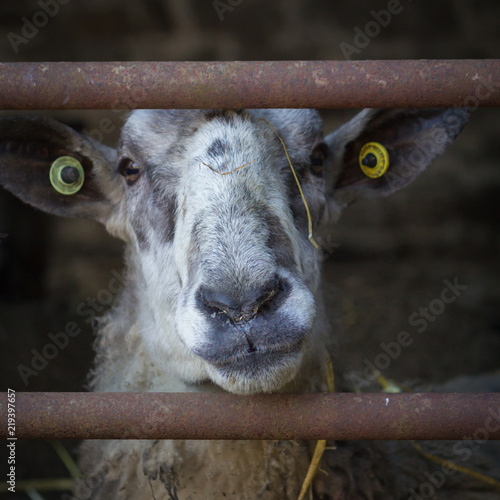 Blue faced Leicester Sheep photo