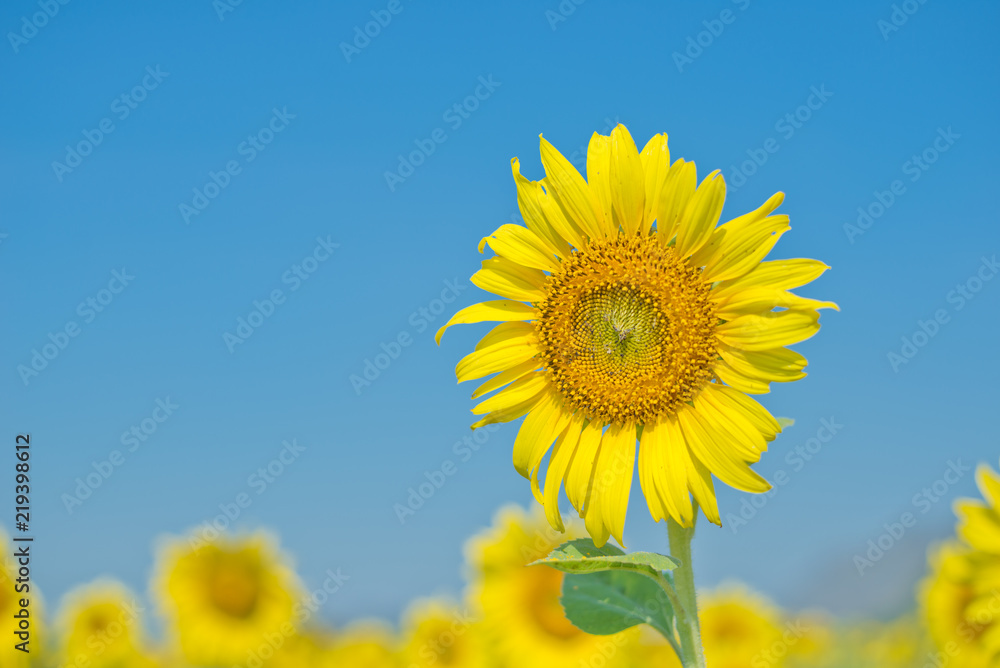 Closed up sunflower on the blue sky Closed up sunflower on the blue sky