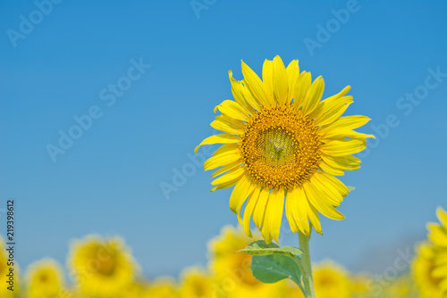 Closed up sunflower on the blue sky