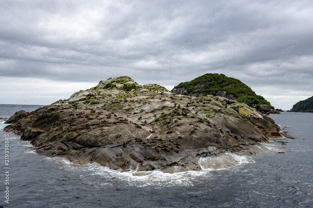 Seals basking on rocks at entrance to Doubful Sound