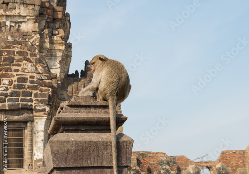 Canvas Print Crowd monkey in a place of worship in Thailand