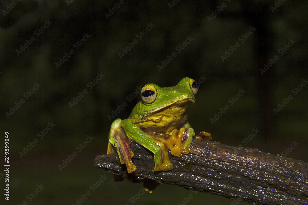 Malabar Gliding Frog, Rhacophorus malabaricus. Sharavathi Wildlife Sanctuary, Karnataka, India Malabar Gliding Frog, Rhacophorus malabaricus. Sharavathi Wildlife Sanctuary, Karnataka, India