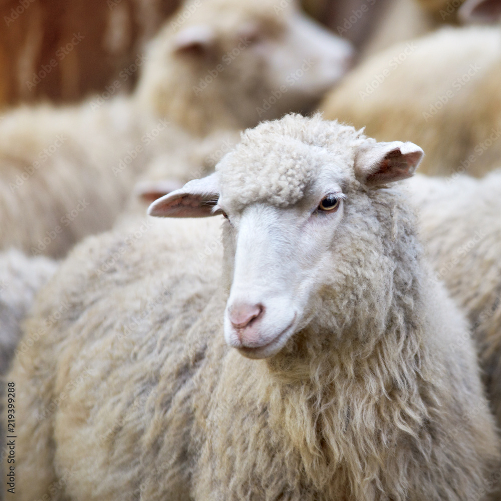 Sheep muzzle outdoors. Standing and staring breeding agriculture animal Sheep muzzle outdoors. Standing and staring breeding agriculture animal