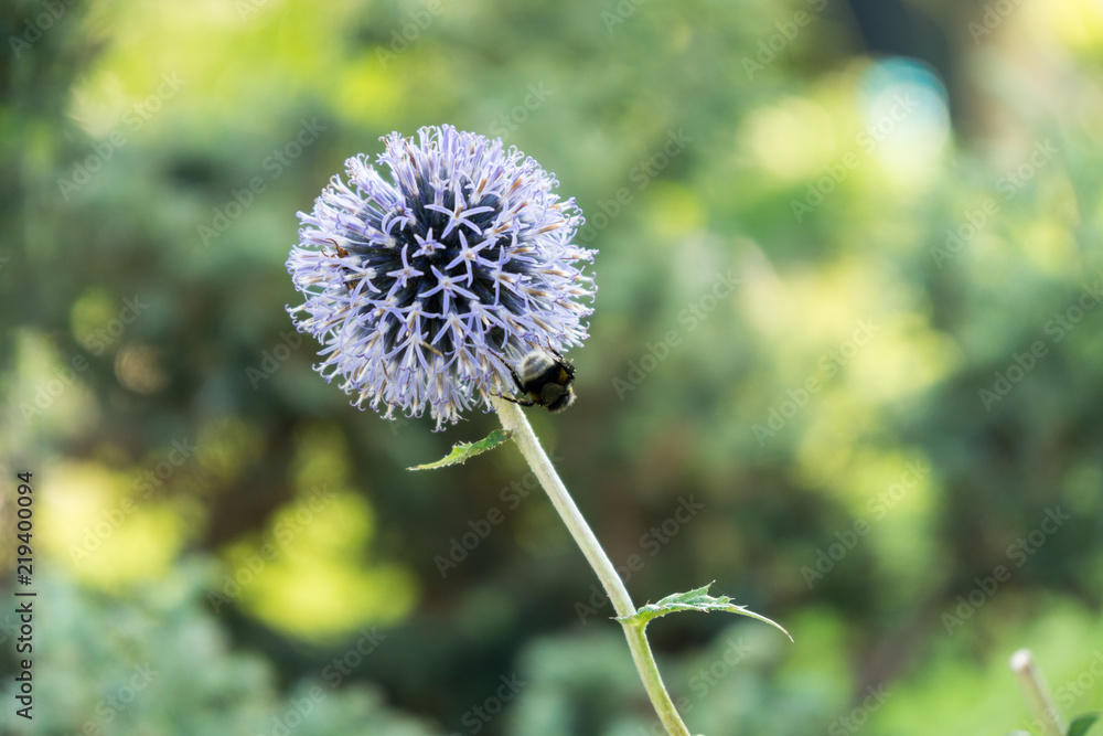 Bumblebee on purple flower. Slovakia Bumblebee on purple flower. Slovakia