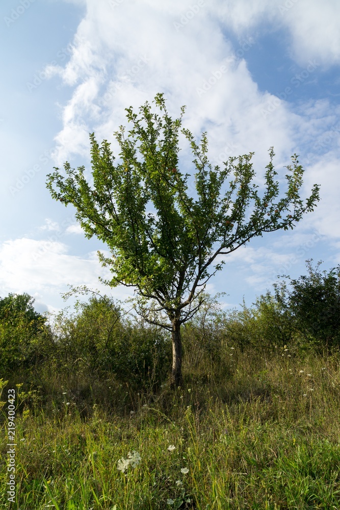 Obraz premium Trees in the park. Slovakia