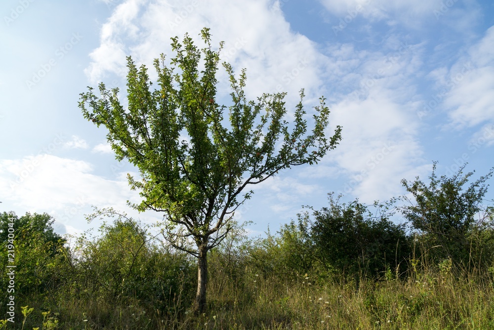 Obraz premium Trees in the park. Slovakia