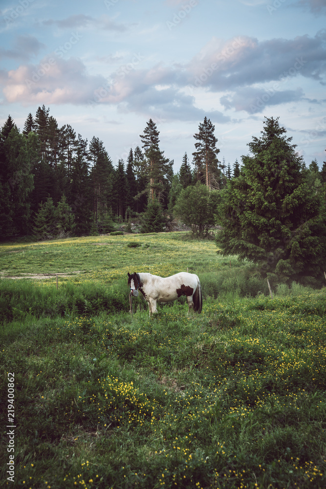 Obraz premium Horses on summer holiday