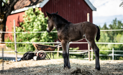 New born foal on a farm photo