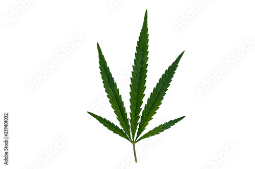 Green cannabis leaf isolated on white background