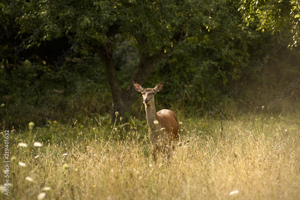 Obraz premium Deer live freedom in Abruzzo National Park