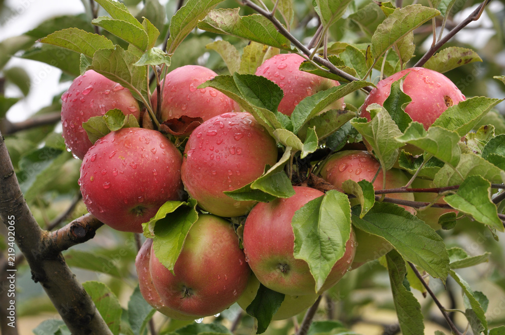 On the branches of a tree pink apples mature On the branches of a tree pink apples mature
