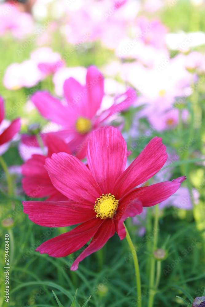 Obraz premium kwiat w ogrodzie