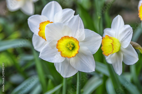 Fototapeta Naklejka Na Ścianę i Meble -  Very beautiful white daffodils against a background of green grass