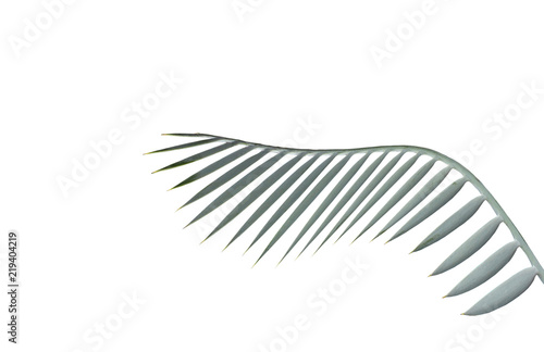 green palm leaf isolated on white background with clipping path
