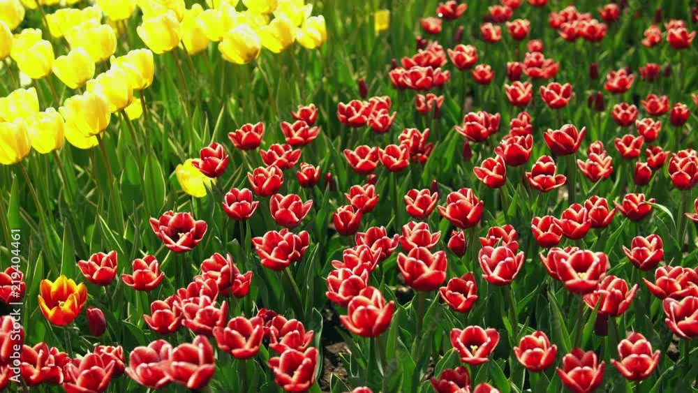 Tulip field in the Netherlands. Rows of purple red, yellow and white tulips. Tulip field in the Netherlands. Rows of purple red, yellow and white tulips.