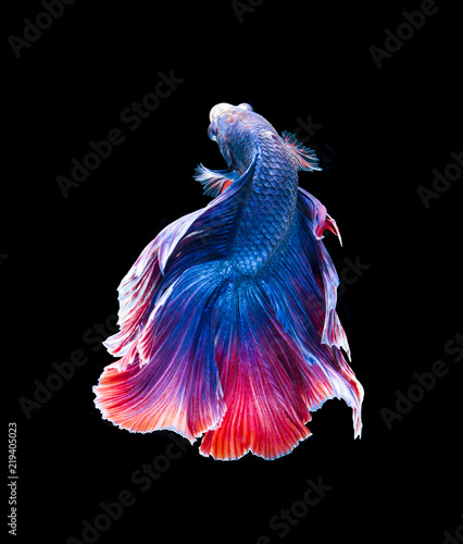 Red and blue siamese fighting fish, betta fish isolated on black background. .