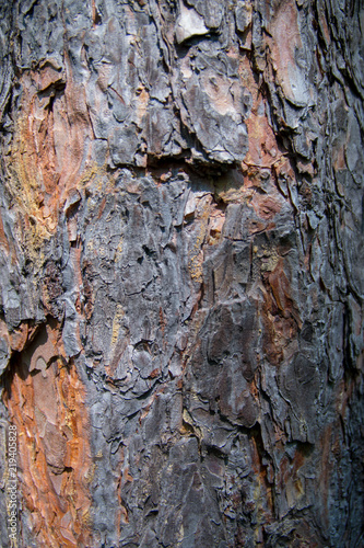 Rough Tree Crust Texture © Stefan