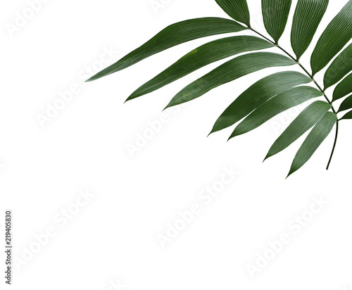 Fototapeta Naklejka Na Ścianę i Meble -  green palm leaf isolated on white background with clipping path