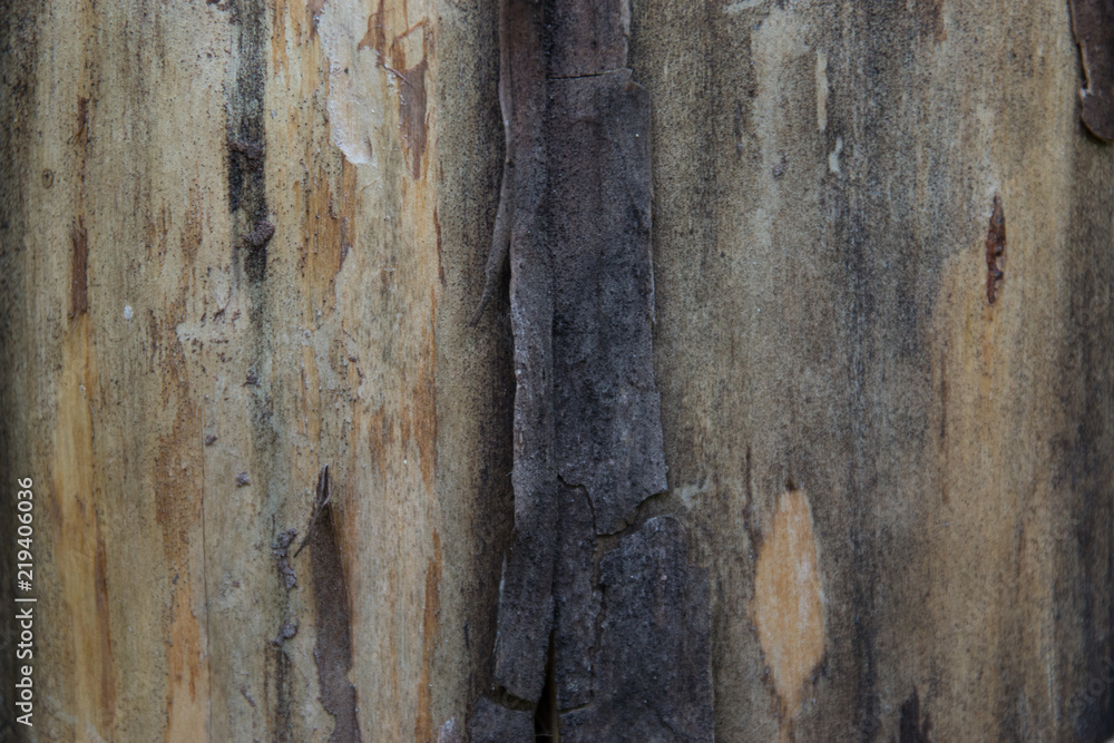 Obraz premium Beautiful Tree Crust Texture