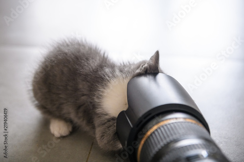 Kitty is curious about camera lenses photo