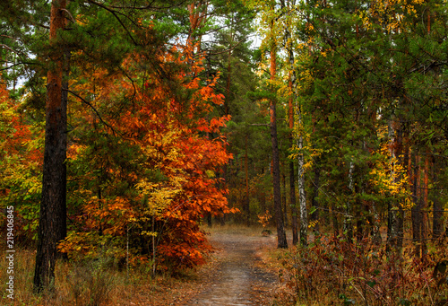 walk in the autumn forest. autumn colors. melancholy. autumn mood, © Mykhailo