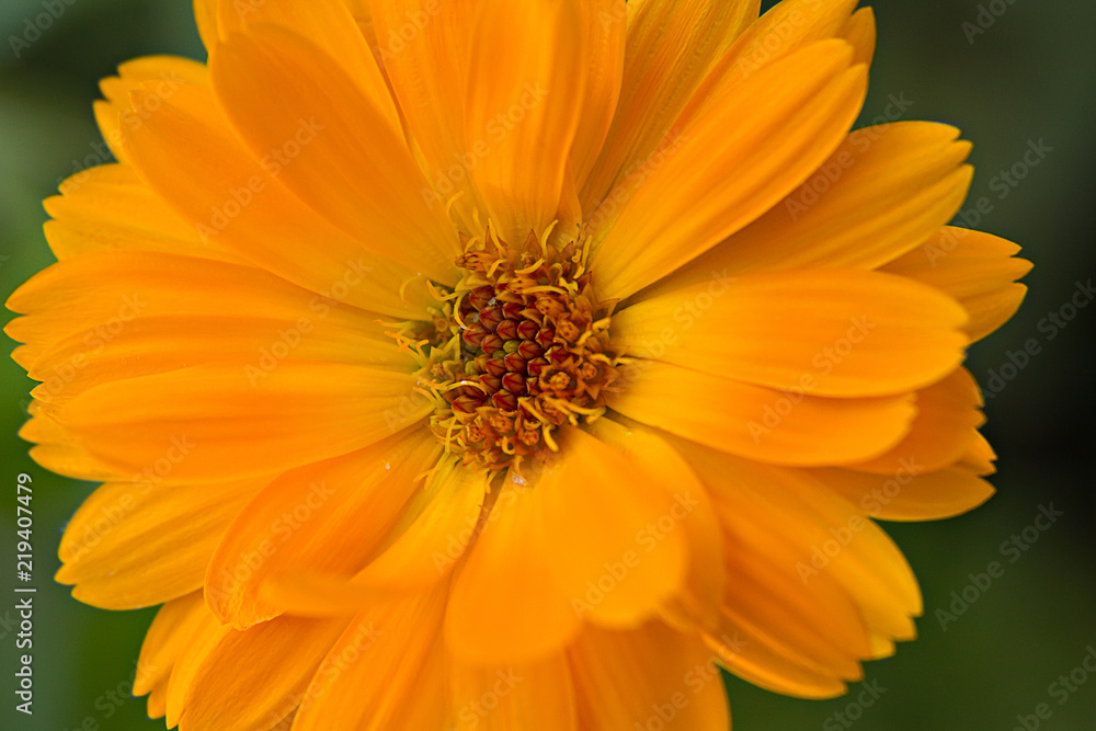 marigold calendula flower on a green background marigold calendula flower on a green background