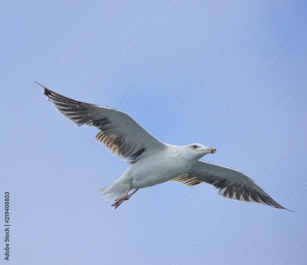oiseau goéland seul en vol dans le ciel bleu oiseau goéland seul en vol dans le ciel bleu