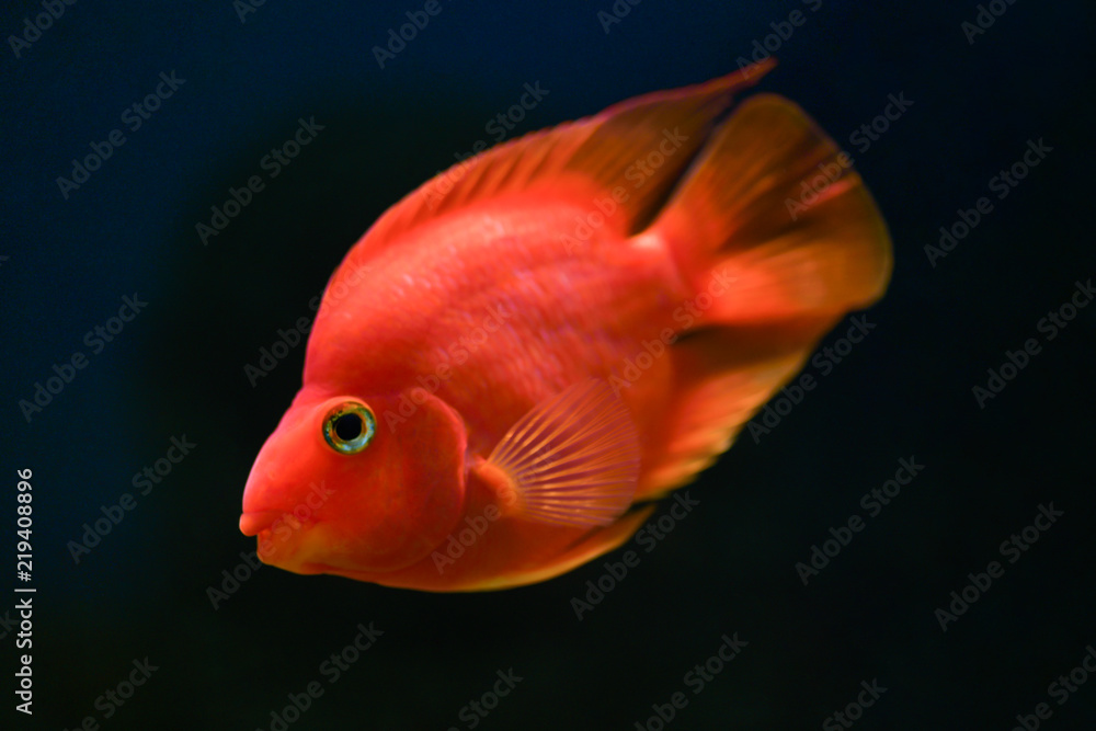 Red Parrot Cichlid swims in dark blue aquarium Red Parrot Cichlid swims in dark blue aquarium