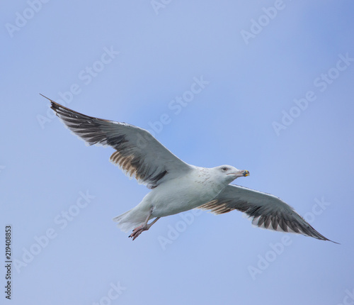 oiseau goéland seul en vol dans le ciel bleu
