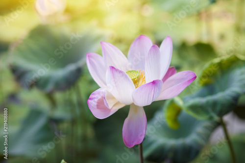 An Asian Lotus is Surrounded by Buds  Seed Heads  and Huge Leaves.