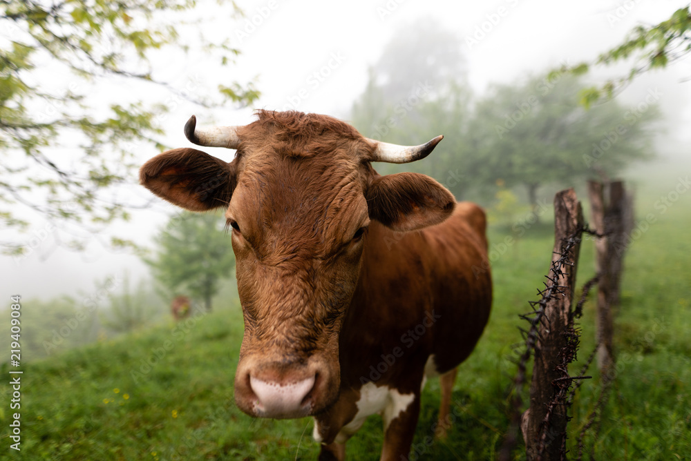 Cows grazing on a lovely green pasture. Cows grazing on a lovely green pasture.