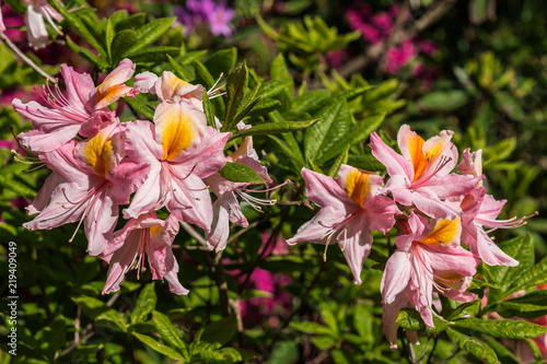 Rhododendron klein rosa gelb