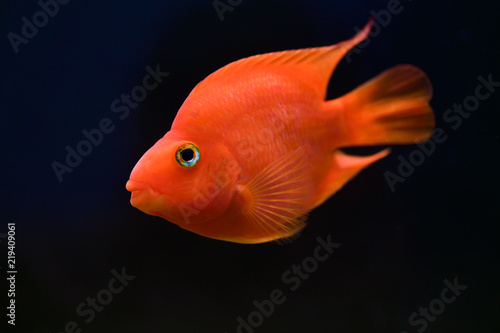 Red Parrot Cichlid swims in dark blue aquarium © borislav15