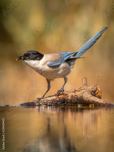 magpie