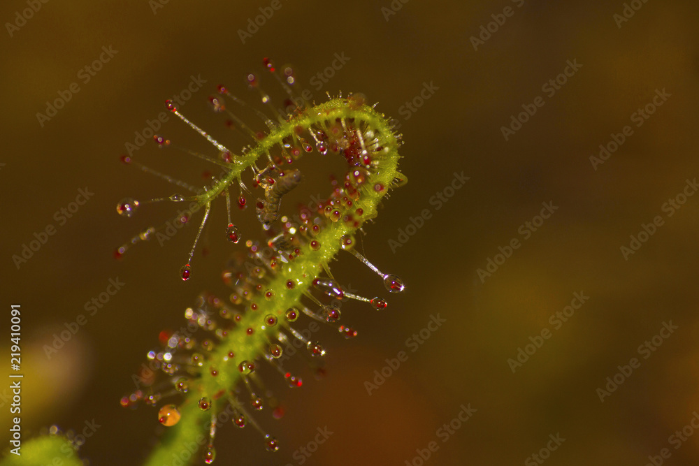 Fototapeta premium Drossera indica an insectivorous plant catching a fly, Kaas, Maharashtra, India