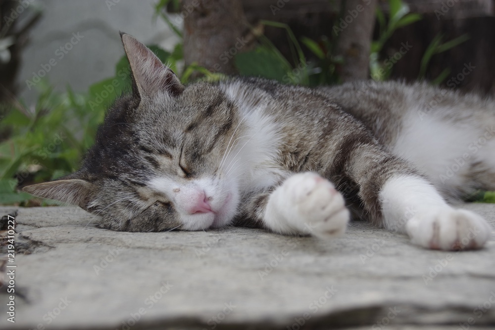 Sleeping cat on a granite pedestal