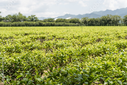 farm of tea tree