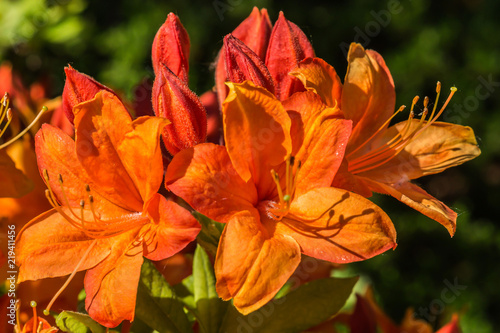 Rhododendron klein orange © HM Photography