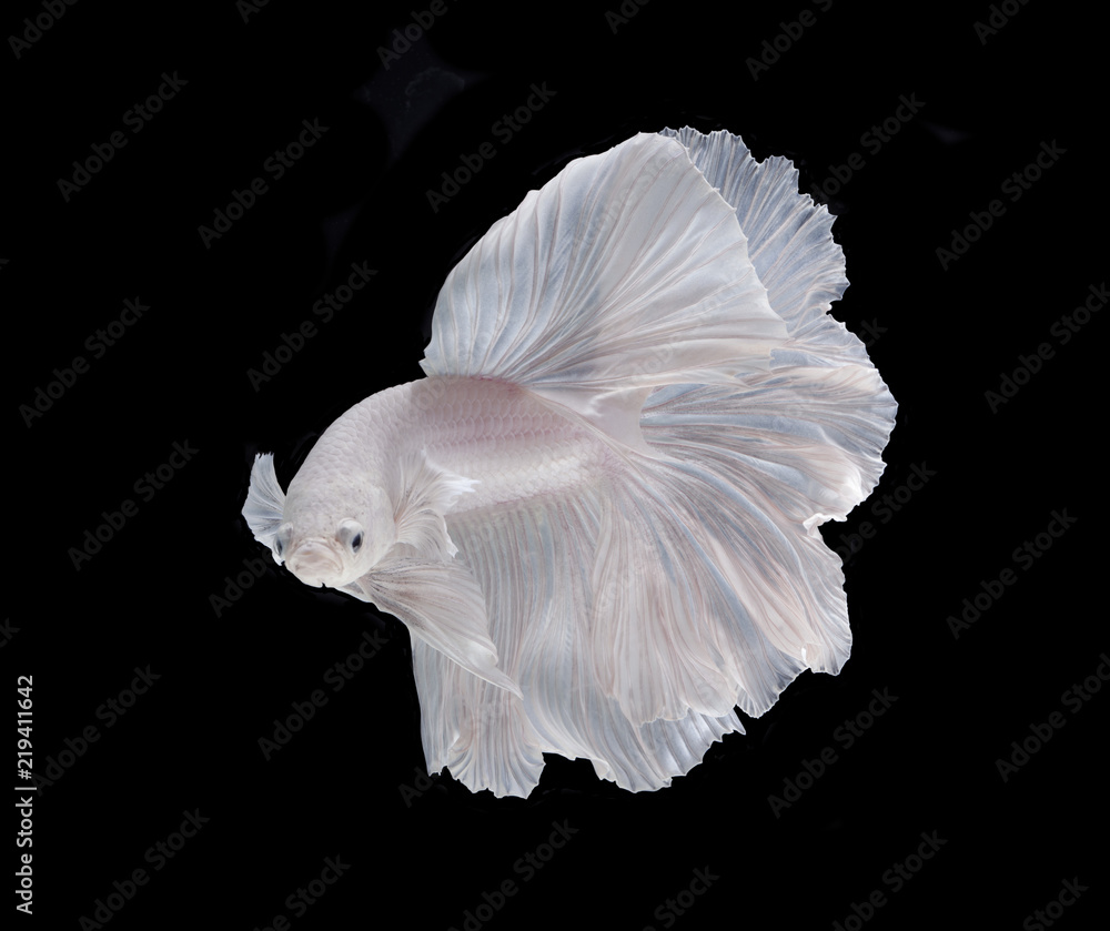 Naklejka premium White Platt Platinum Fish .White siamese fighting fish, betta fish isolated on black background.