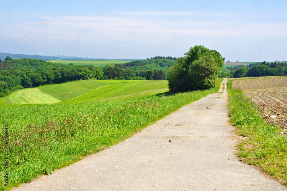 Wald, Feld und Weg im Frühling im Hunsrück bei Altlay
